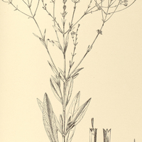 83. EUPATORIUM (Heterolepis) amygdalinum.