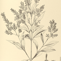 84. EUPATORIUM (Heterolepis) dendroides.