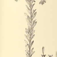 85. EUPATORIUM (Heterolepis) halimifolium.
