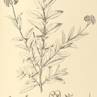 86. EUPATORIUM (Heterolepis) Gaudichaudianum, var. ß.