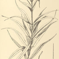 87. EUPATORIUM (Heterolepis) bupleurifolium.