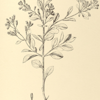 88. EUPATORIUM (Heterolepis) bracteatum.