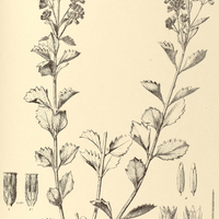 89. EUPATORIUM (Heterolepis) dictyophyllum.