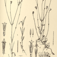 90. EUPATORIUM (Praxelis) I. kleinioides, II. decumbens.