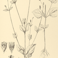 91. EUPATORIUM (Praxelis) urticifolium.