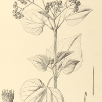 92. EUPATORIUM (Hebeclinium) macrophyllum.