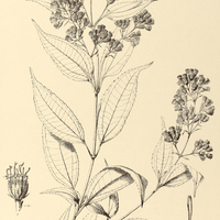 93. EUPATORIUM (Homolepis) laeve.