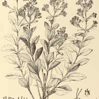 94. EUPATORIUM (Homolepis) adamantium.