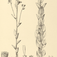 95. EUPATORIUM (Campuloclinium) megacephalum.