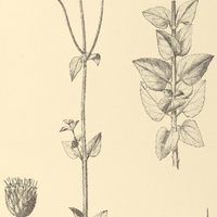 96. EUPATORIUM (Conoclinium) betonicaeforme.