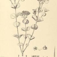 97. SYMPHYOPAPPUS decussatus.