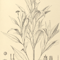 98. SYMPHYOPAPPUS polystachyus.