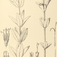 99. KANIMIA oblongifolia.