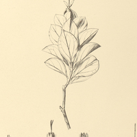 100. KANIMIA nitida.