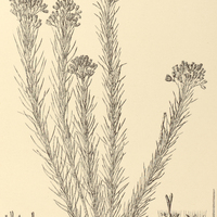 101. BRICKELLIA pinifolia.