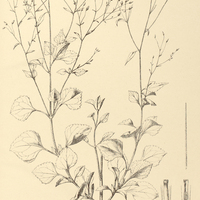 102. BRICKELLIA diffusa