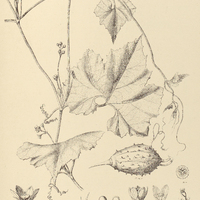 1. LUFFA operculata.