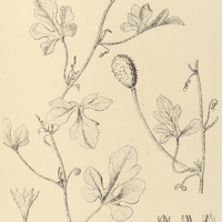 2. CUCUMIS Anguria.