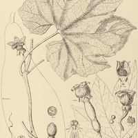 3. SICANA odorifera.