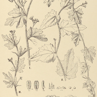 4. I. MELANCIUM campestre, II. var. grandifolia, III. var. quinquefida.