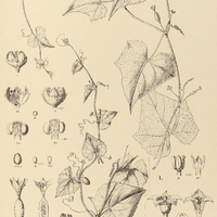 5. MELOTHRIA I. Cicumis, II. hirsuta.