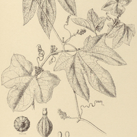 6. WILBRANDIA hibiscoides.