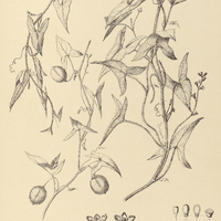 7. WILBRANDIA villosa.