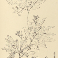 8. APODANTHERA laciniosa.