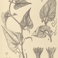 9. I. APODANTHERA argentea ? II. var. angustifolia ?.