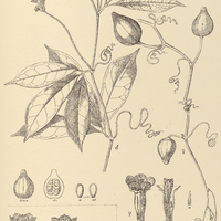 10. ANGURIA triphylla.