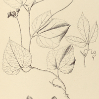 11. ANGURIA Warmingiana ?.