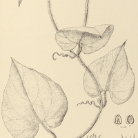 12. GURANIA silvatica.