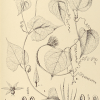 13. GURANIA I. Paulista. ?, II. ovata ?.