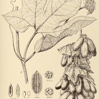 14. GURANIA multiflora.