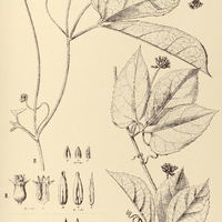 15. GURANIA I. Spruceana ?, II. Candolleana ?.