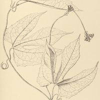 16. GURANIA Francavillana ?.