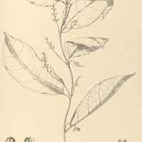 17. HELMONTIA simplicifolia.
