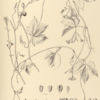 18. CERATOSANTHES Hilariana.