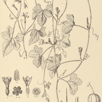 19. CUCURBITELLA Duriaei.