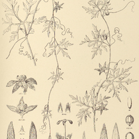20. ABOBRA tenuifolia.