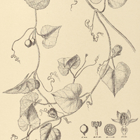21. CAYAPONIA cordifolia.