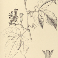 22. CAYAPONIA coriacea ?.