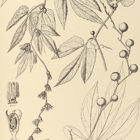 23. CAYAPONIA pedata.