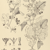 25. TRIANOSPERMA Martiana.