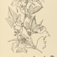 26. TRIANOSPERMA floribunda.
