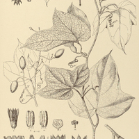 27. TRIANOSPERMA trilobata.