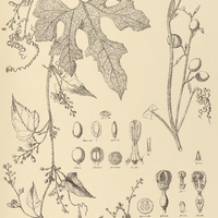 28. TRIANOSPERMA diversifolia, var. quinquepartita.