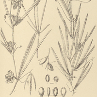 29. PERIANTHOPODUS Espelina.