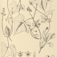 30. ECHINOCYSTIS muricata.