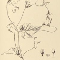 31. ELATERIUM amazonicum.